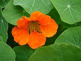 Nasturtium orange 